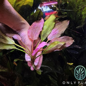 May include: A bunch of pink and green aquatic plants with long stems and leaves. The plants are being held by a hand.