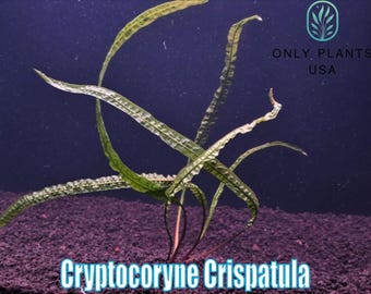 Cryptocoryne Crispatula from Only Plants USA live aquatic plant freshwater fish tank natural algae control fish habitat shrimp aquarium plan
