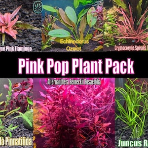 Pink Pop Plant Pack from Only Plants USA live aquatic plant freshwater fish tank natural algae control fish habitat shrimp aquarium