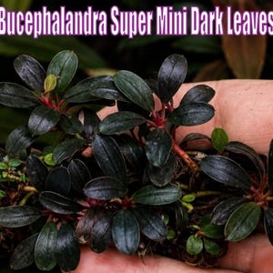May include: Bucephalandra Super Mini Dark Leaves aquatic plant with small, dark, oval-shaped leaves and reddish stems. The text Bucephalandra Super Mini Dark Leaves is printed at the top, and a small logo is visible in the bottom right corner.