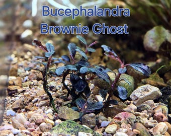 水の国　Bucephalandra sp. Brownie ghost 2015 il_340x270.6865469816_kgvi.jpg