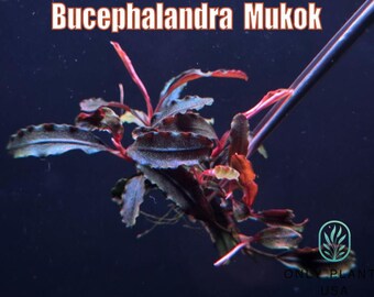 Bucephalandra Mukok From Only Plants USA Aquarium Plants Live
