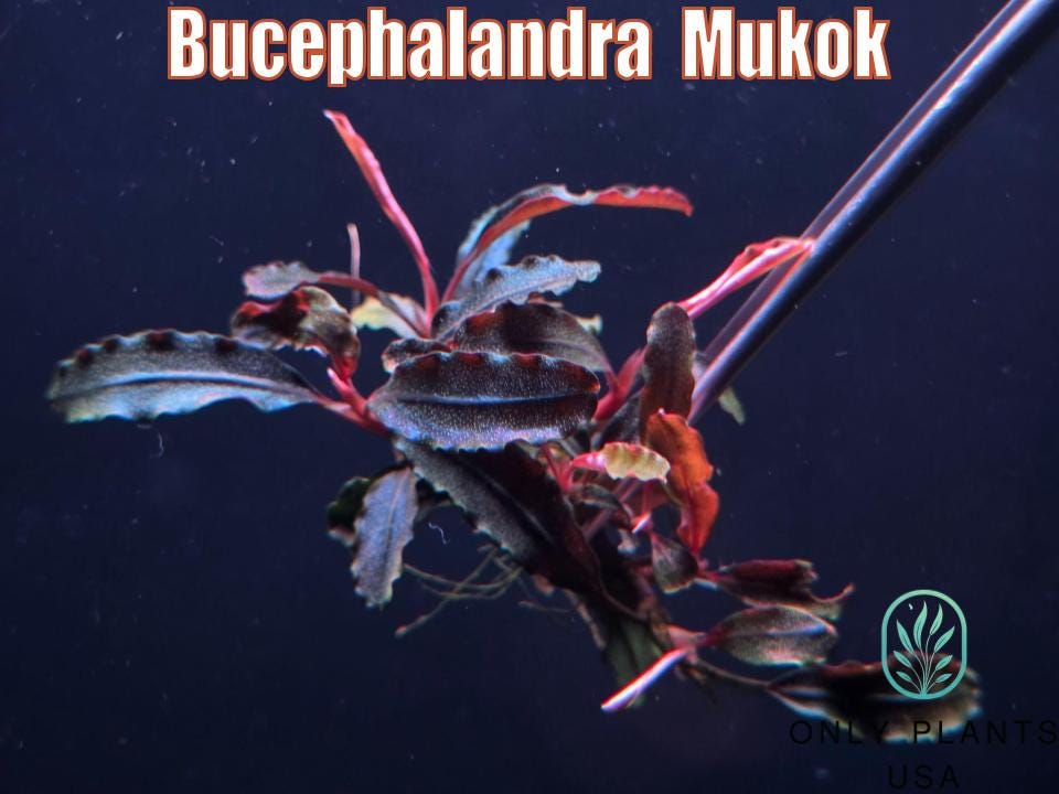 水草 Buephalandra sp.Mukok Bucephalandra Mukok From Only Plants USA Aquarium Plants Live