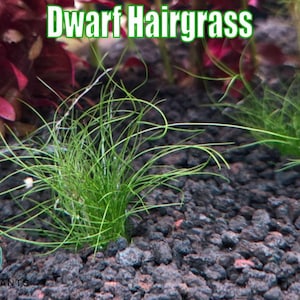 May include: Close-up of Dwarf Hairgrass, a vibrant green aquatic plant. The image shows the grass growing in a dark, rocky substrate. The text "Dwarf Hairgrass" is displayed in a green font at the top of the image. The Only Plants USA logo is in the bottom left corner.