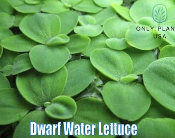 Dwarf Water Lettuce by Only Plants live water lettuce floating plant aquatic water lettuce plant natural pond filter aquascape fish fry root