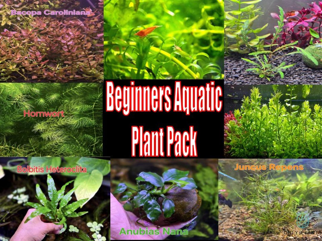 camouflage plants Dieffenbachia Camouflage | Indoor Plants
