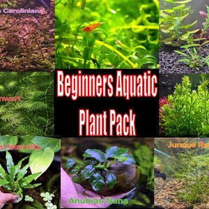 Beginners Aquatic Plant Pack live aquatic plant freshwater fish tank natural algae control fish habitat shrimp aquarium aquascape ecosystem