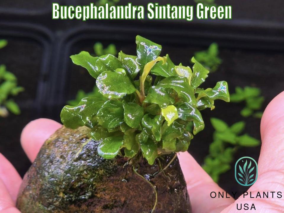 Bucephalandra Sintang Green From Only Plants USA Live Aquatic