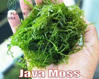 Java Moss (Singapore Moss) - Live Aquatic Plants - Only Plants USA