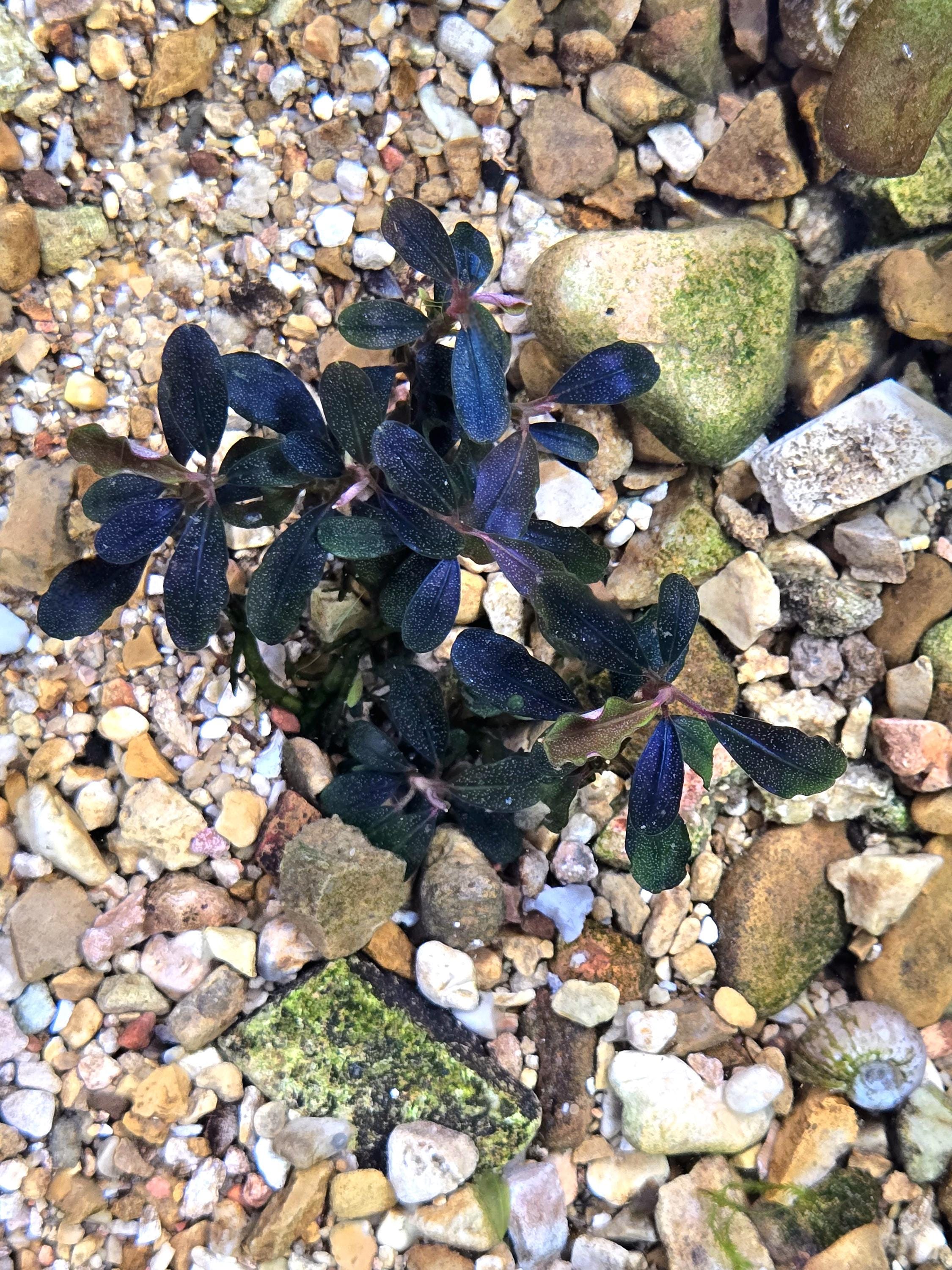 Bucephalandra Brownie Ghost 2015 From Only Plants USA Aquarium