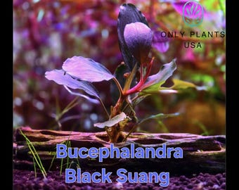 Bucephalandra Black Angel Indo | Ships From Austin, Texas - Etsy