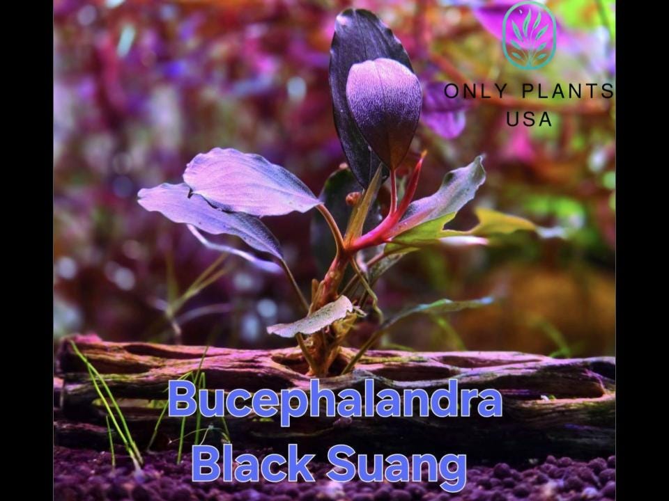 Bucephalandra Black - Etsy