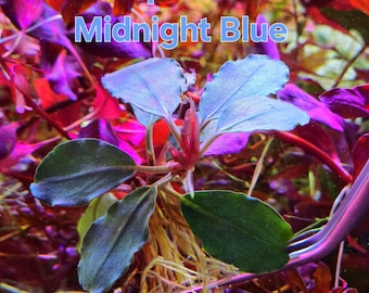 Bucephalandra Midnight Blue - Live Aquatic Plants - Only Plants