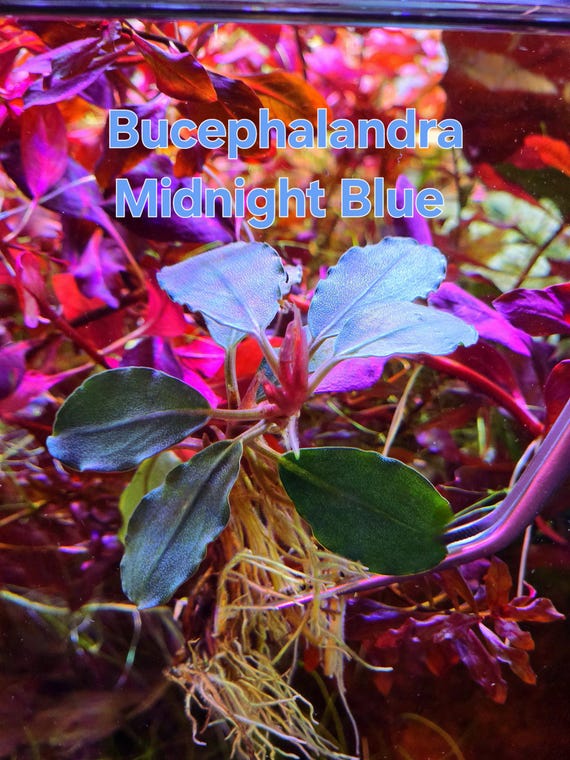 Bucephalandra Midnight Blue - Live Aquatic Plants - Only Plants