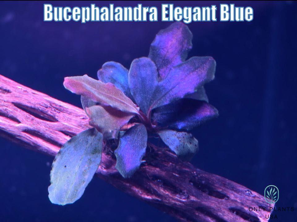 Bucephalandra Elegant Blue From Only Plants USA Live Aquatic Plant
