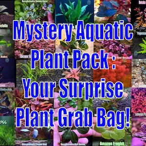 Mystery Aquatic Plant Pack: Your Surprise Plant Grab Bag from Only Plants USA surprise live aquatic plant cheap freshwater tank affordable