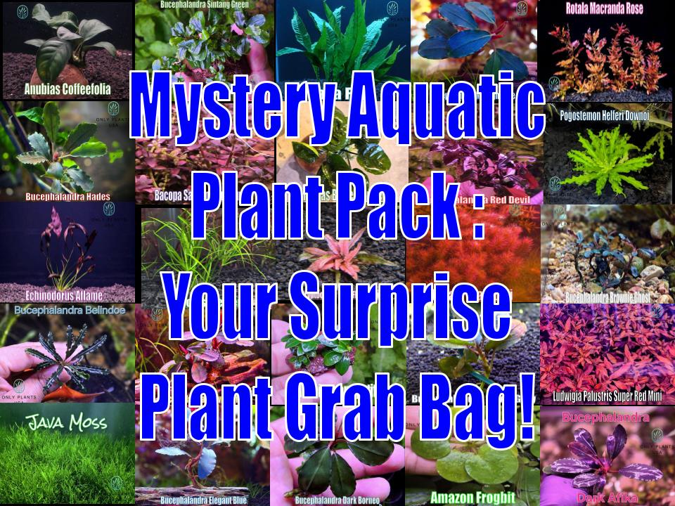 Mystery Aquatic Plant Pack: Your Surprise Plant Grab Bag From Only Plants  USA Surprise Live Aquatic Plant Cheap Freshwater Tank Affordable - Etsy
