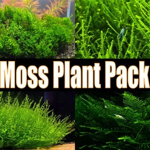 May include: A vibrant image showcasing a "Moss Plant Pack" with various types of aquatic moss. The moss is a lush green color, with different textures and shapes. The image is suitable for aquarium enthusiasts.