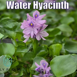 Water Hyacinth from Only Plants live water lettuce floating plant aquatic water lettuce plant  natural pond filter purple flower pond plant