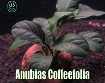 Anubias Coffeefolia from Only Plants USA aquarium plants aquatic plants shrimp aquascape aquarium plant holder hornwort aquarium plant