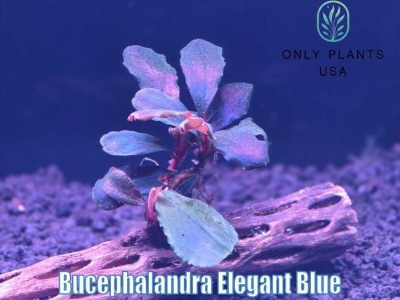 Bucephalandra Elegant Blue From Only Plants USA Live Aquatic