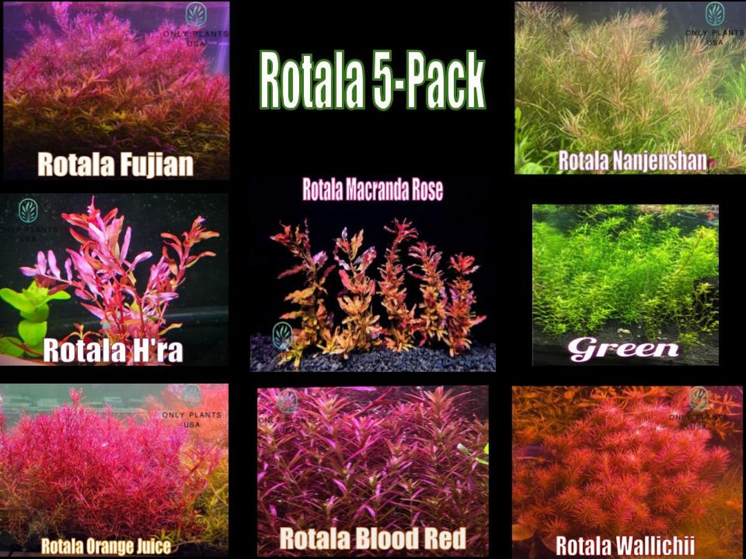 Image showcasing Rotala 5 Pack Plant Pack From Only Plants USA Live Aquatic Plant ...