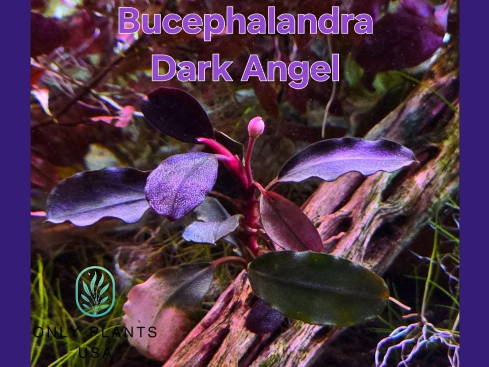 Bucephalandra Purple - Etsy