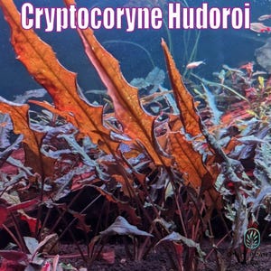 May include: An underwater view of Cryptocoryne Hodoroi plants. The image shows long, orange-brown leaves with jagged edges, set against a blue background. The text "Cryptocoryne Hodoroi" is displayed at the top. The plants are in an aquarium setting.