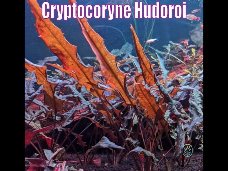May include: An underwater view of Cryptocoryne Hodoroi plants. The image shows long, orange-brown leaves with jagged edges, set against a blue background. The text "Cryptocoryne Hodoroi" is displayed at the top. The plants are in an aquarium setting.