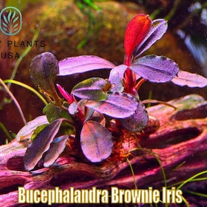 Bucephalandra Purple - Etsy