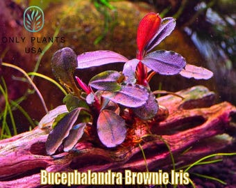 Bucephalandra Midnight Blue - Live Aquatic Plants - Only Plants