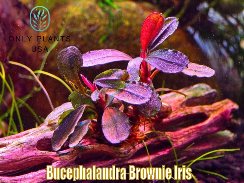 Bucephalandra Brownie Iris from Only Plants USA live aquatic plant freshwater fish tank natural algae control fish habitat shrimp rare buce