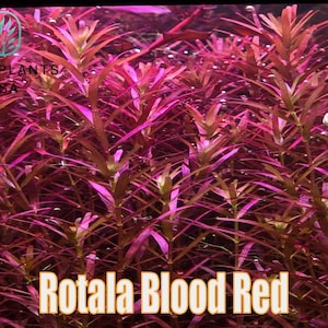 May include: Close-up of Rotala Blood Red aquatic plants. The image shows a dense cluster of vibrant red and green aquatic plants. The leaves are a deep red color, with some green leaves visible. The text "Rotala Blood Red" is displayed in a gold font.