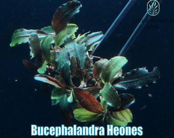 Bucephalandra Heones from Only Plants USA live aquatic plant freshwater fish tank natural algae control fish habitat shrimp aquarium rare
