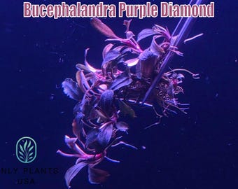 Bucephalandra Purple Diamond from Only Plants USA live aquatic plant freshwater fish tank natural algae control fish habitat shrimp aquarium