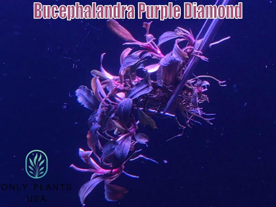 魚用品・水草 bucephalandra sp. Diamond dust
