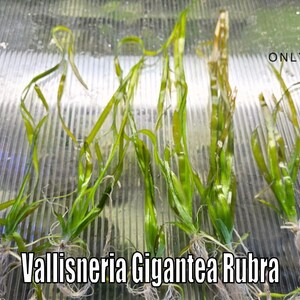 Vallisneria Gigantea Rubra Red Jungle Val from Only Plants USA live aquatic plant freshwater fish tank natural algae control fish habitat