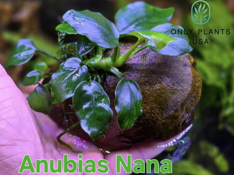 Photo inspiration: Fresh Look at Anubias 5 Plant Pack Live Aquatic Plant Freshwater Fish Tank