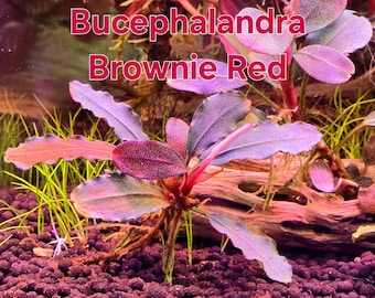 Bucephalandra Midnight Blue - Live Aquatic Plants - Only Plants