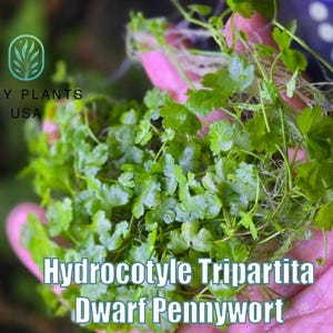 Hydrocotyle Tripartita from Only Plants USA live aquatic plant hydroctoyle freshwater aquarium plant easy plants green dwarf pennywort