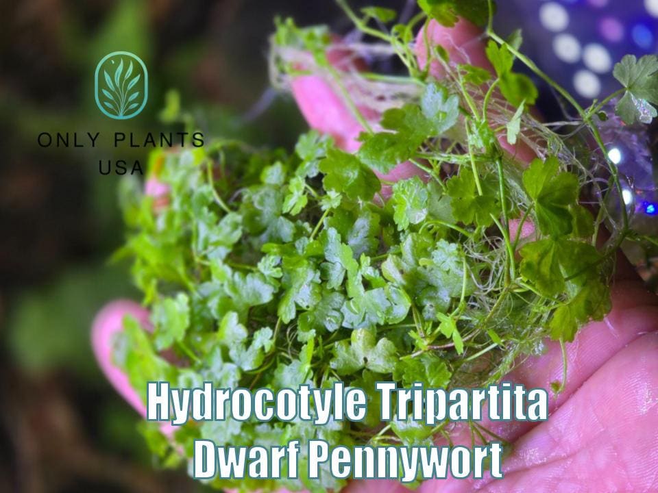 Hydrocotyle Tripartita from Only Plants USA live aquatic plant hydroctoyle freshwater aquarium plant easy plants green dwarf pennywort
