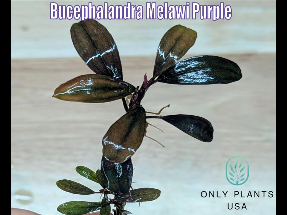 Bucephalandra Melawi Purple From Only Plants USA Live Aquatic