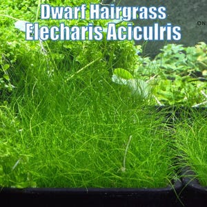 May include: Close-up of Dwarf Hairgrass Elecharis Acicularis, a vibrant green aquatic plant. The image showcases the plant's fine, needle-like leaves, creating a dense, grassy appearance. The text "Dwarf Hairgrass Elecharis Acicularis" is visible in the image.