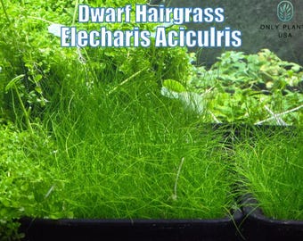 Eleocharis Aciculris from Only Plants USA carpet foreground plant live aquatic plant dwarf grass carpet natural dwarf hairgrass aquascape