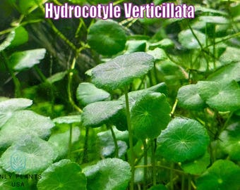 Hydrocotyle Verticillata from Only Plants USA live aquatic plant hydrocotyle freshwater aquarium plant easy plants green dwarf pennywort