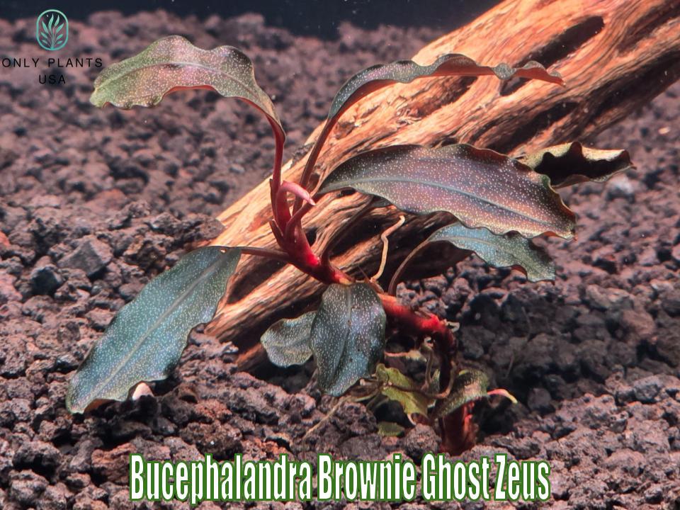 Bucephalandra Brownie Ghost Zeus From Only Plants USA Live Aquatic