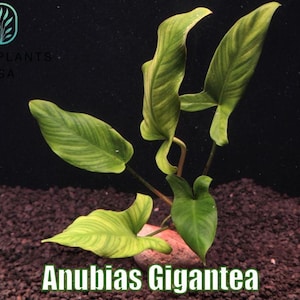May include: Anubias Gigantea plant with large, green leaves and a textured appearance. The plant is displayed against a dark background, with the text "Anubias Gigantea" at the bottom. The plant is a vibrant addition to any aquatic environment.