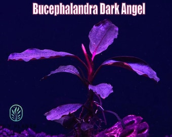Bucephalandra Midnight Blue - Live Aquatic Plants - Only Plants