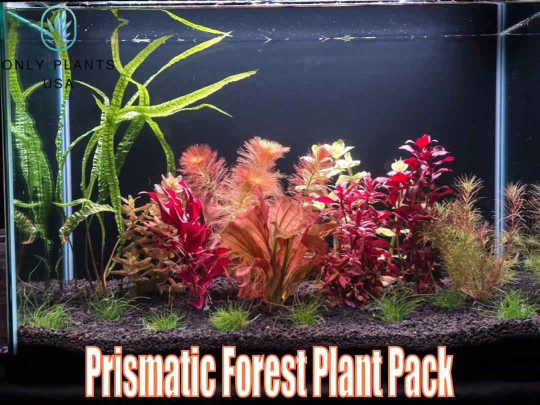 Prismatic Forest Plant Pack From Only Plants USA Live Aquatic Plant ...