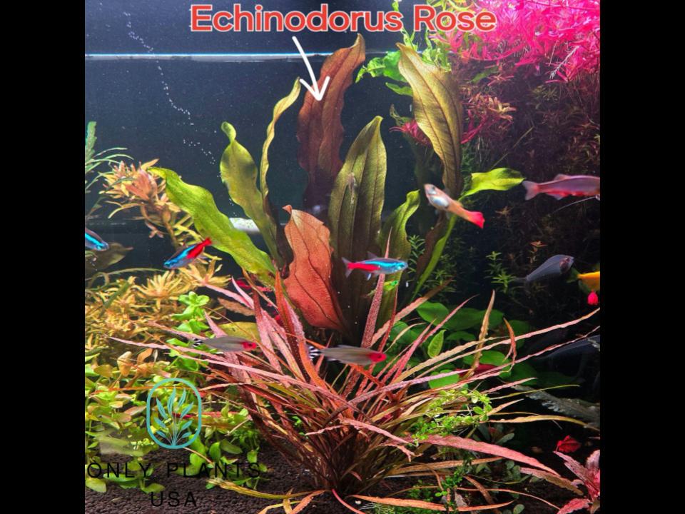 Red Hot Plant Pack From Only Plants USA Live Aquatic Plant Freshwater Fish  Tank Natural Algae Control Fish Habitat Shrimp Aquarium Red Plant - Etsy